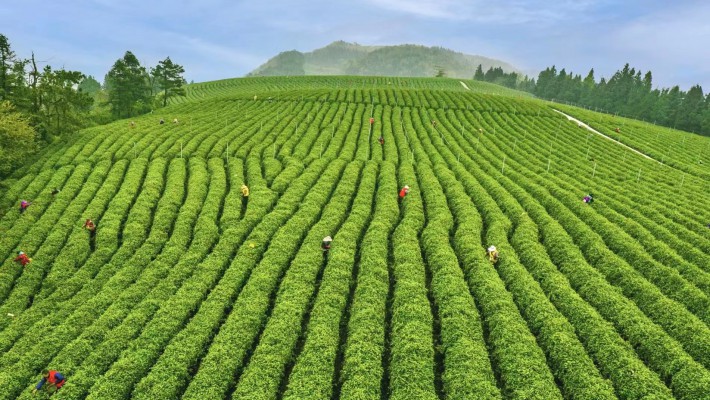 Organic Tea and the Future of Development